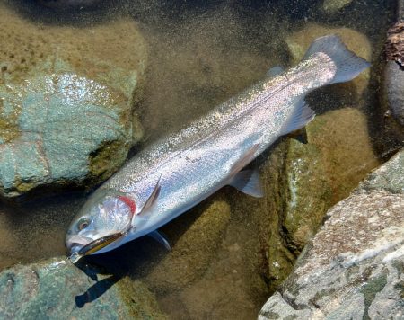 １投目で６６ｃｍ